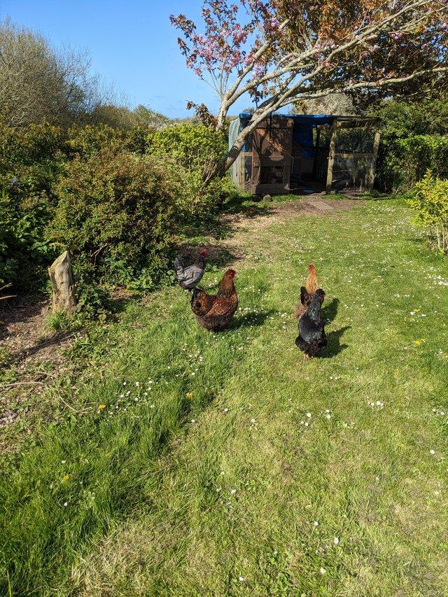 Preview of the first image of 5 chickens for sale free range Homes!.