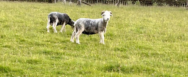 Preview of the first image of 6X 2023 Herdwick Store Rams.
