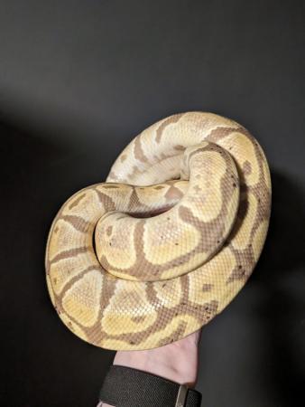 Image 5 of Banana Pastel Het Albino Pos Het Pied Adult Male Ball Python