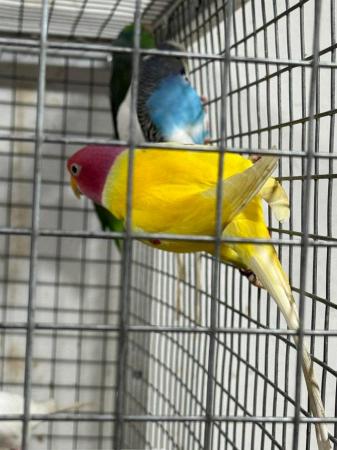 Image 3 of Beautiful Plumhead male for sale