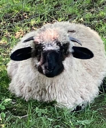 Image 2 of 3/4 Valais Blacknose wether for sale