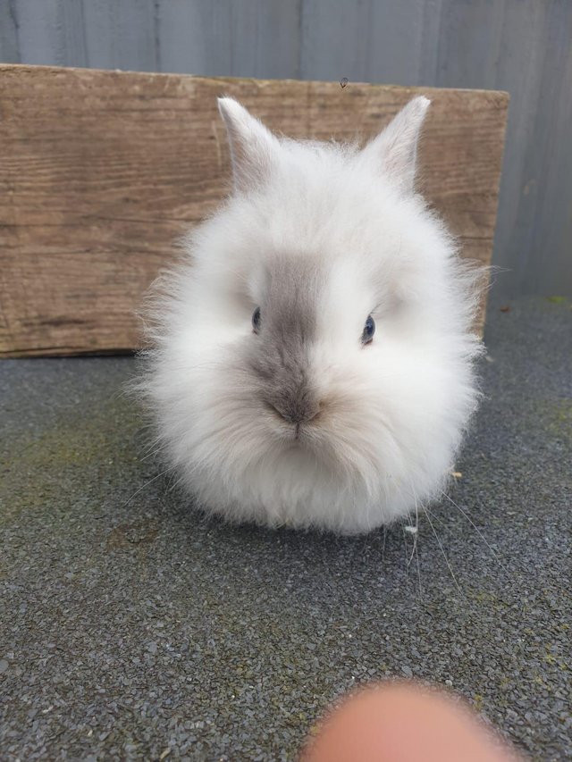 Preview of the first image of 8 weeks old  Female Rabbit white one remaining.