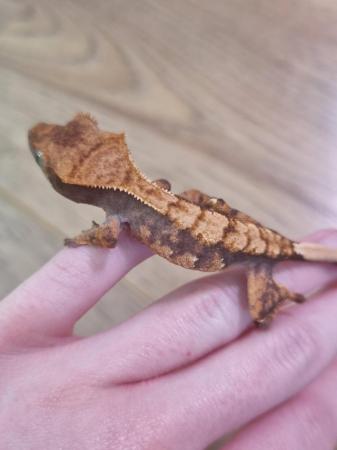 Image 7 of CB23 - Harlequin Crested Gecko