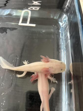 Image 2 of 2 axolotl‘s about 4 months old