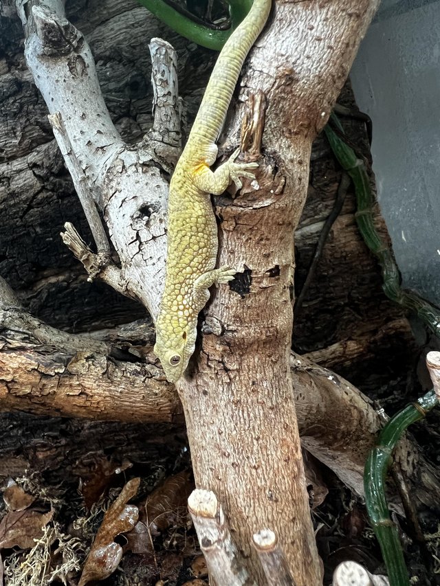Preview of the first image of Cb2022 Male Bauers Chameleon Gecko.