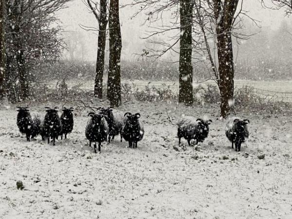 Image 3 of Hebridean ewe lambs for sale