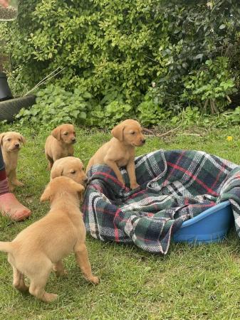 Image 2 of Last few remaining!. Gorgeous Fox Red Lab puppies