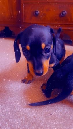 Image 1 of Dachshund puppies available now