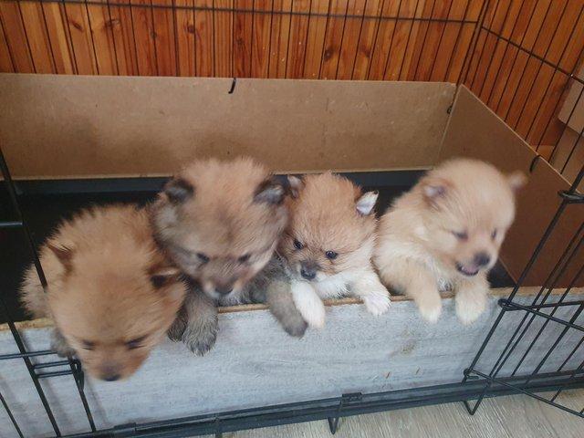 Preview of the first image of pomeranian puppys 5 week old.