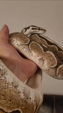 Image 5 of Bamboo Royal Python. Male. Adult. Proven breeder.