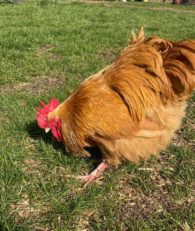 Preview of the first image of Buff Orpington large fowl cockerel 7 months.