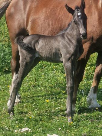 Image 2 of Welsh sports filly to make 16hh