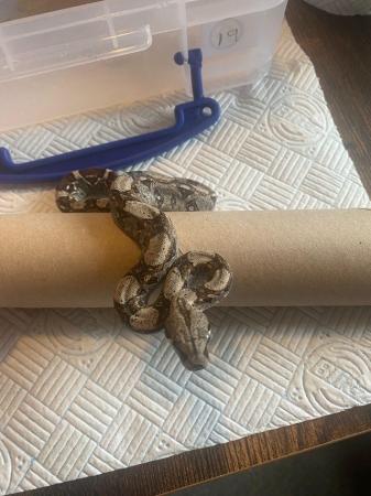 Image 2 of Boa Constrictor Babies for sale