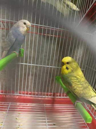 Image 6 of 3 pair of budgies with cage