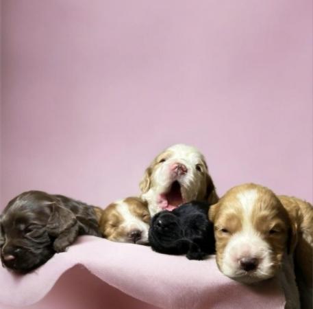 Image 5 of Cockapoo puppies- last pup available- now reduced