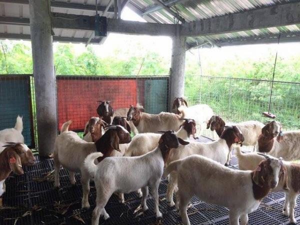 Image 2 of Healthy Fullblood line Boer and Saanen Goats