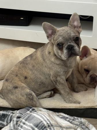 Image 3 of 7 month old French bulldog