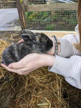 Image 3 of Mini lop baby bunnies for sale