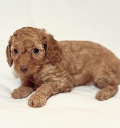 Image 11 of Stunning Cockapoo puppies raised in a family home