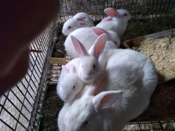 Image 2 of New Zealand White rabbits for sale