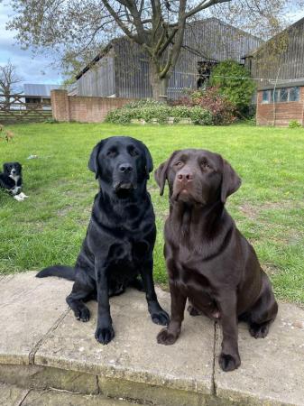 Image 2 of 10 Gorgeous Chocolate KC Dual Purpose Labrador puppies for s