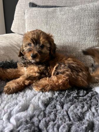Image 6 of Fully Health checked, Stunning F1B cavapoo puppies