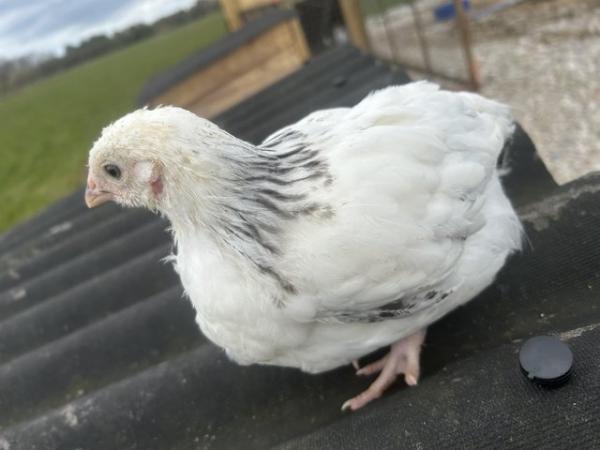 Image 3 of 12weeks old sexed femalelight Sussex large fowl