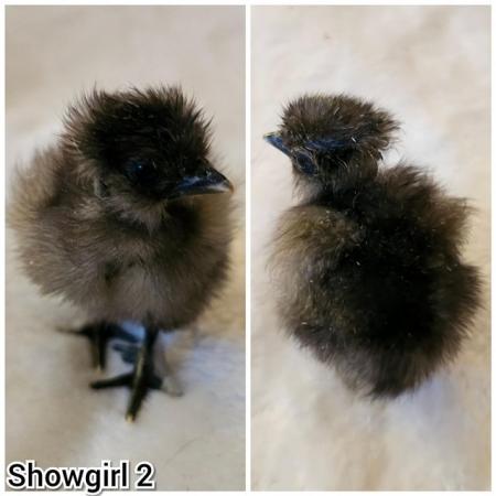 Image 10 of **BRAND NEW** Silkie and Showgirl chicken chick's *RARE*