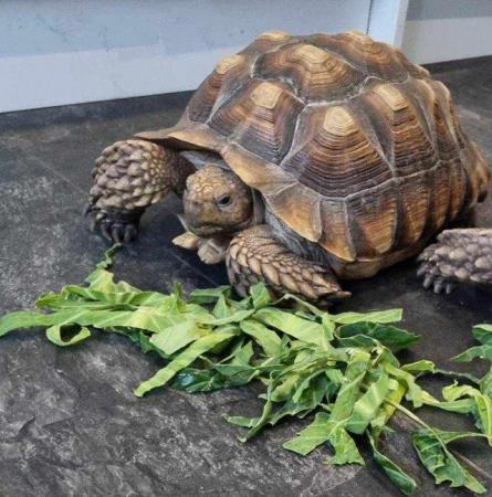 Image 2 of 9 year old friendly sulcata looking for home