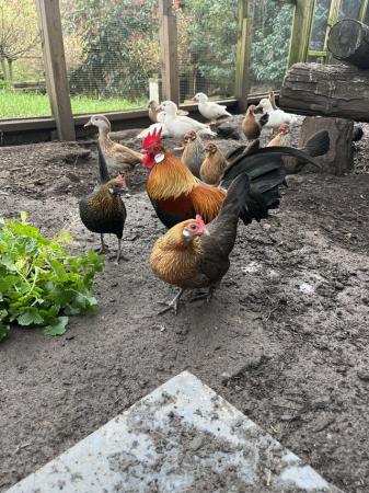 Image 3 of Dutch bantam chicks for sale