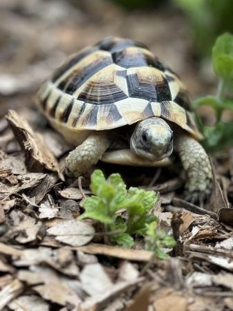 Image 3 of UK Captive Bred Baby Tortoise for sale