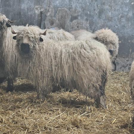 Image 3 of 7/8 valais blacknose ewe