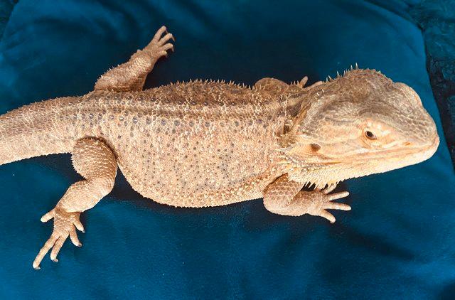 Preview of the first image of Male bearded dragon with full set up.