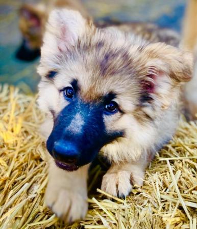 Image 10 of German Shepherd Puppies Stunning