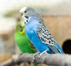 Image 1 of Many Thanks To Everyone Who Gave My Dad Budgies!