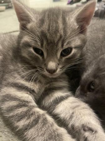 Image 6 of 9 week old male grey tabby kitten looking for his home