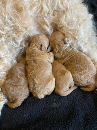 Image 2 of Gorgeous red/apricot cavapoo puppies VIEWING NOW!