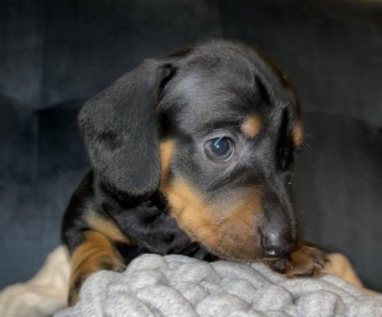 Image 16 of KC Registered Miniature Dachshund puppies.