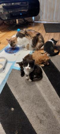 Image 2 of Beautiful Mainecoon kittens looking for loving homes