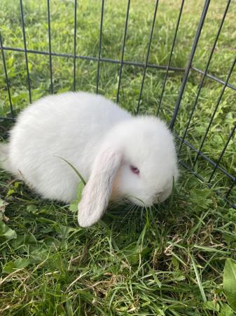 Image 9 of Mini lop baby rabbits **ready now** only 2 girls left