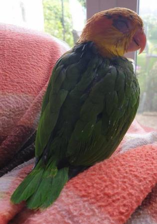 Image 13 of Hand Reared Yellow Thighed Caiques