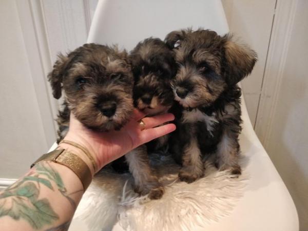 Image 2 of Stunning miniature Schnauzer for sale 2xmale 1xfemale
