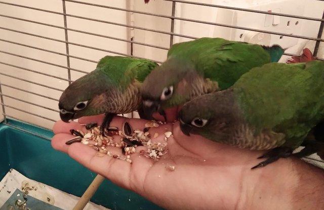 Image 4 of Green cheek and pineapple Young Conures (Doesn't Bite)