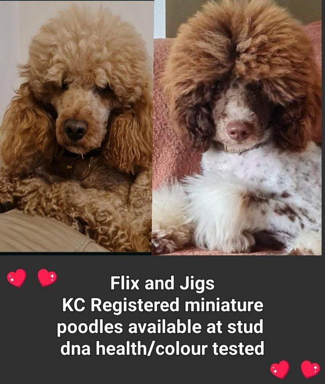 Preview of the first image of 2 Kc registered miniature poodles.
