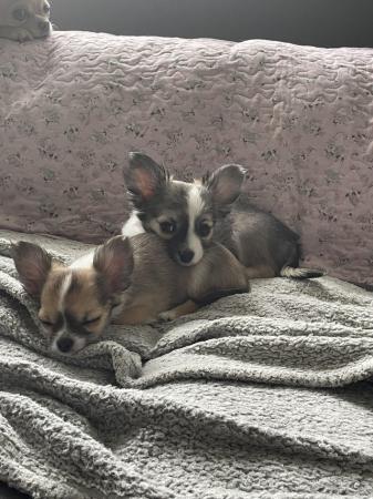 Image 1 of Ready now 2 long coat purebred, Chihuahuas boys