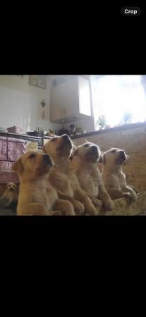 Image 5 of Beautiful Labrador Puppies