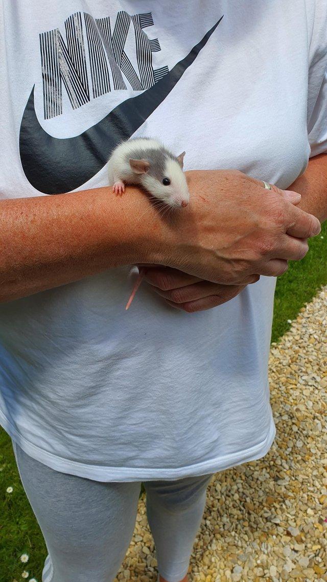 Preview of the first image of Dumbo Rat only one baby left.