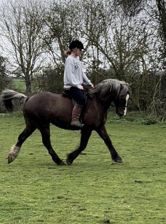 Image 3 of 13.2hh Welsh section C gelding for sale