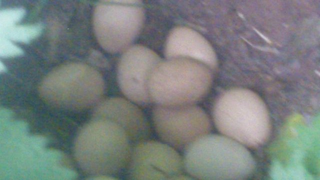 Image 3 of Guinea Fowl Eggs, not birds.