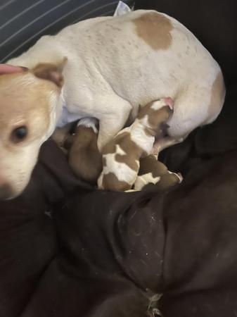 Image 4 of Jack russel mixed litter